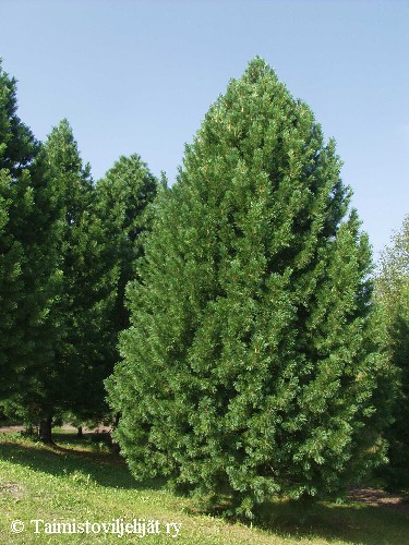 Pinus cembra